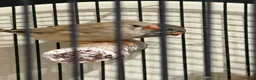 Finches birds for sale: Zebra finches in Reading - Advert 4