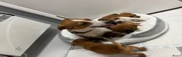 Jack Russell dogs for sale: 6 jack Russel puppies  - Advert 3