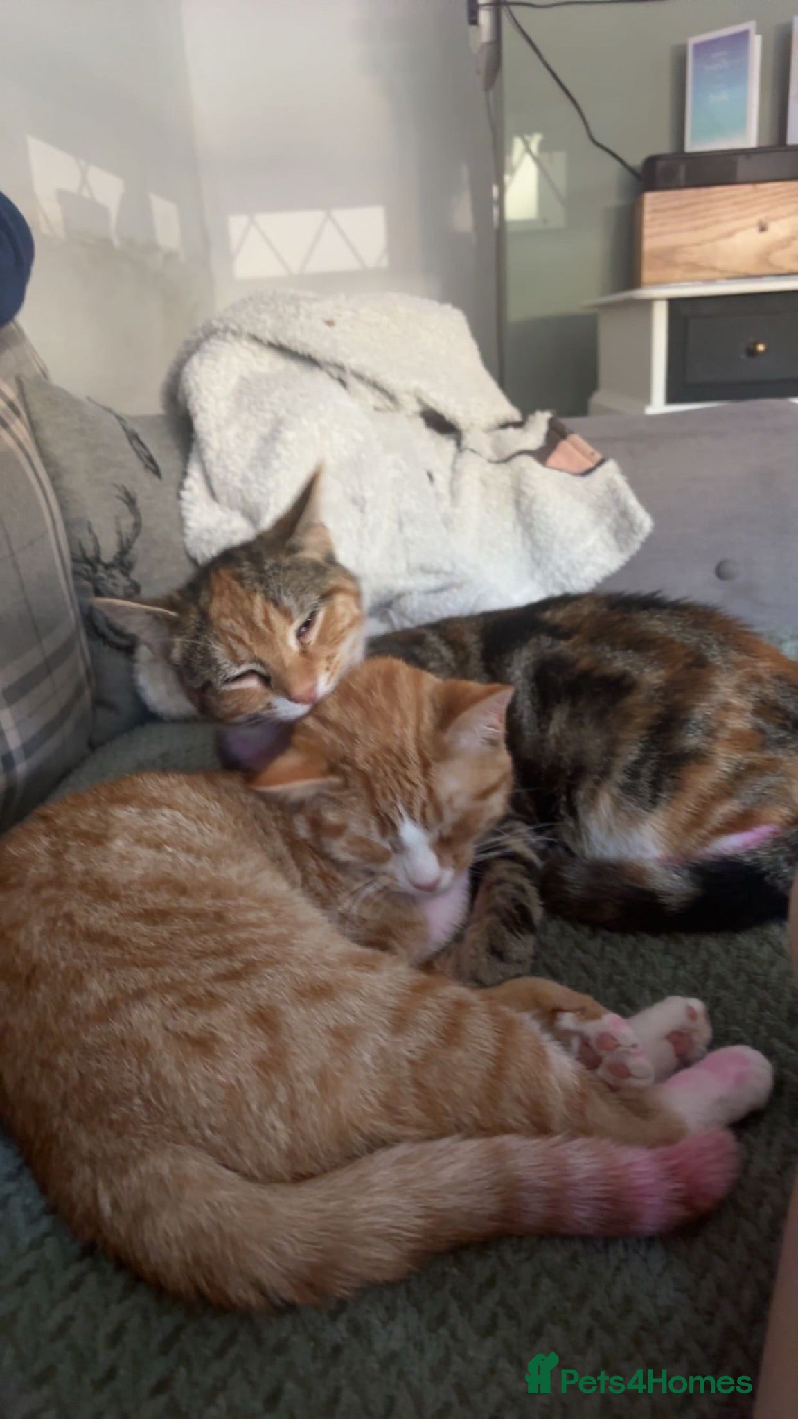 Mixed Breed cats Female cat - Advert 6