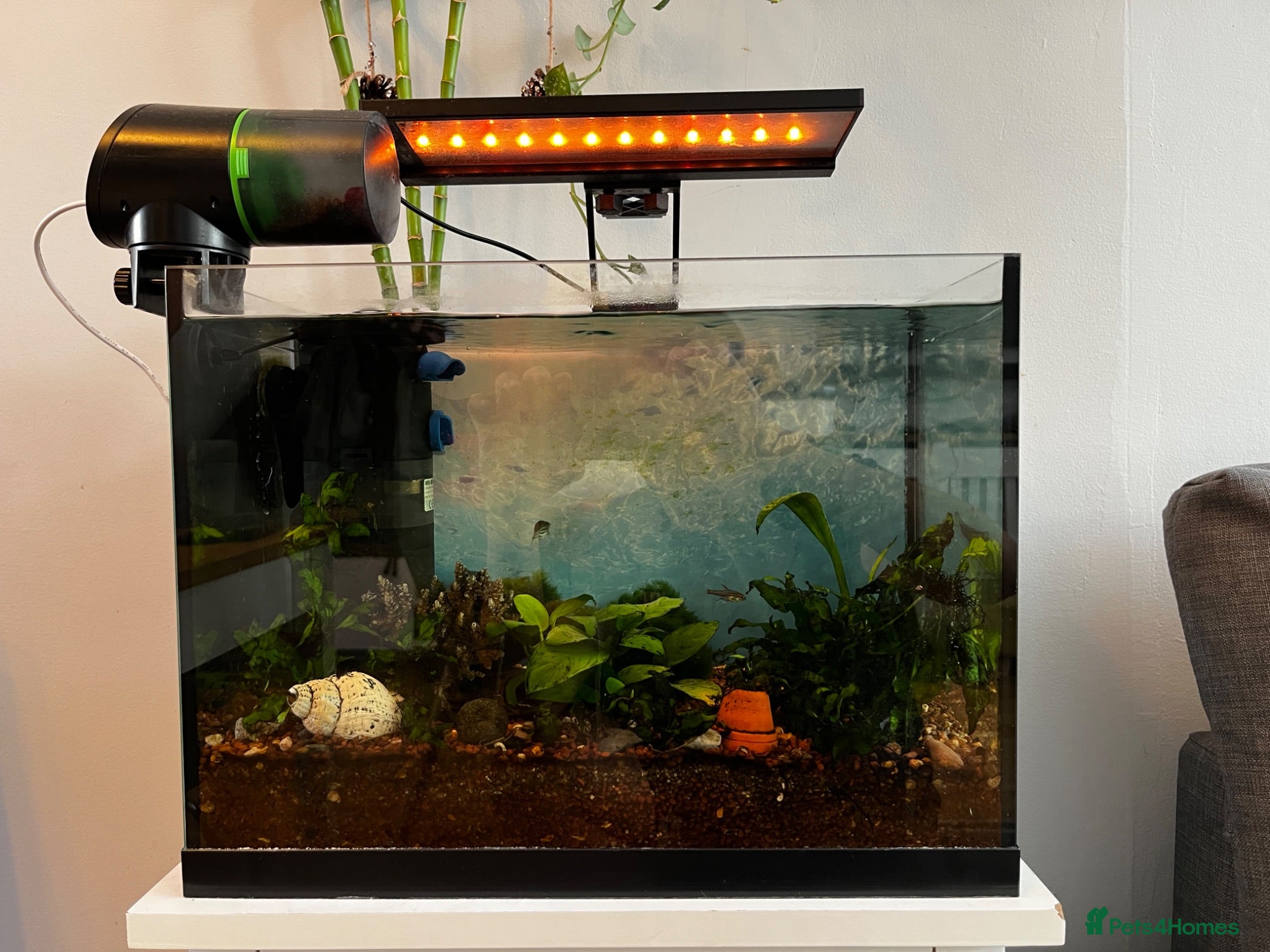 Plecos fish fish with tank and accessories - Advert 2