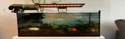 Plecos fish for sale: fish with tank and accessories - Advert 1