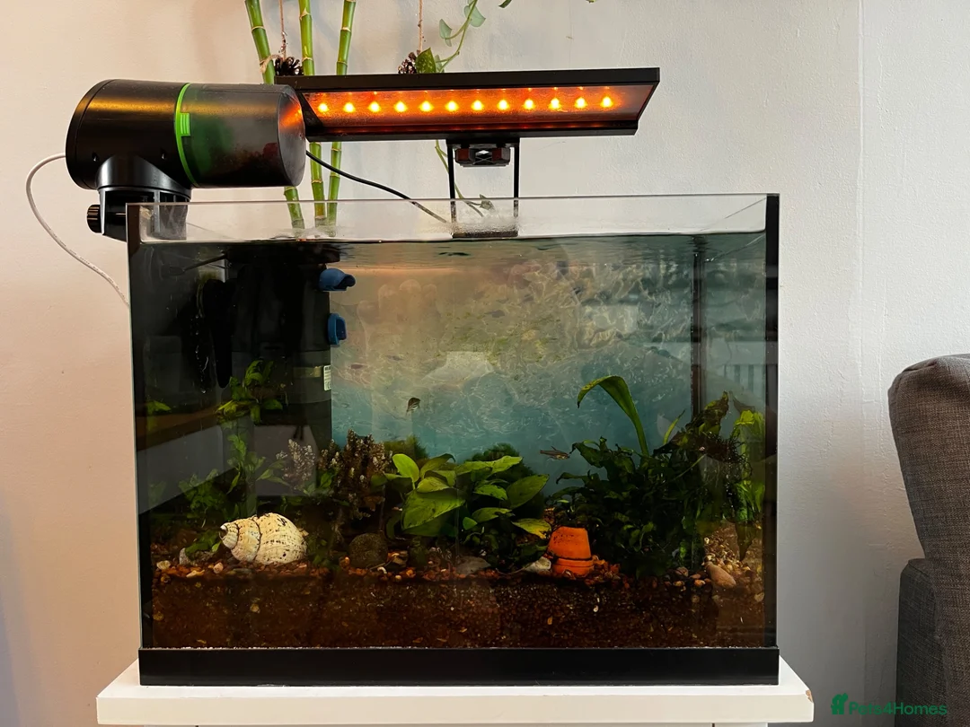 Plecos fish for sale: fish with tank and accessories - Advert 1