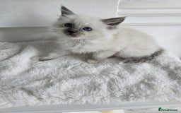 Ragdoll cats for sale: Irresistable Blue Mitted Ragdoll Kittens🙀😻🙀 - Image 18