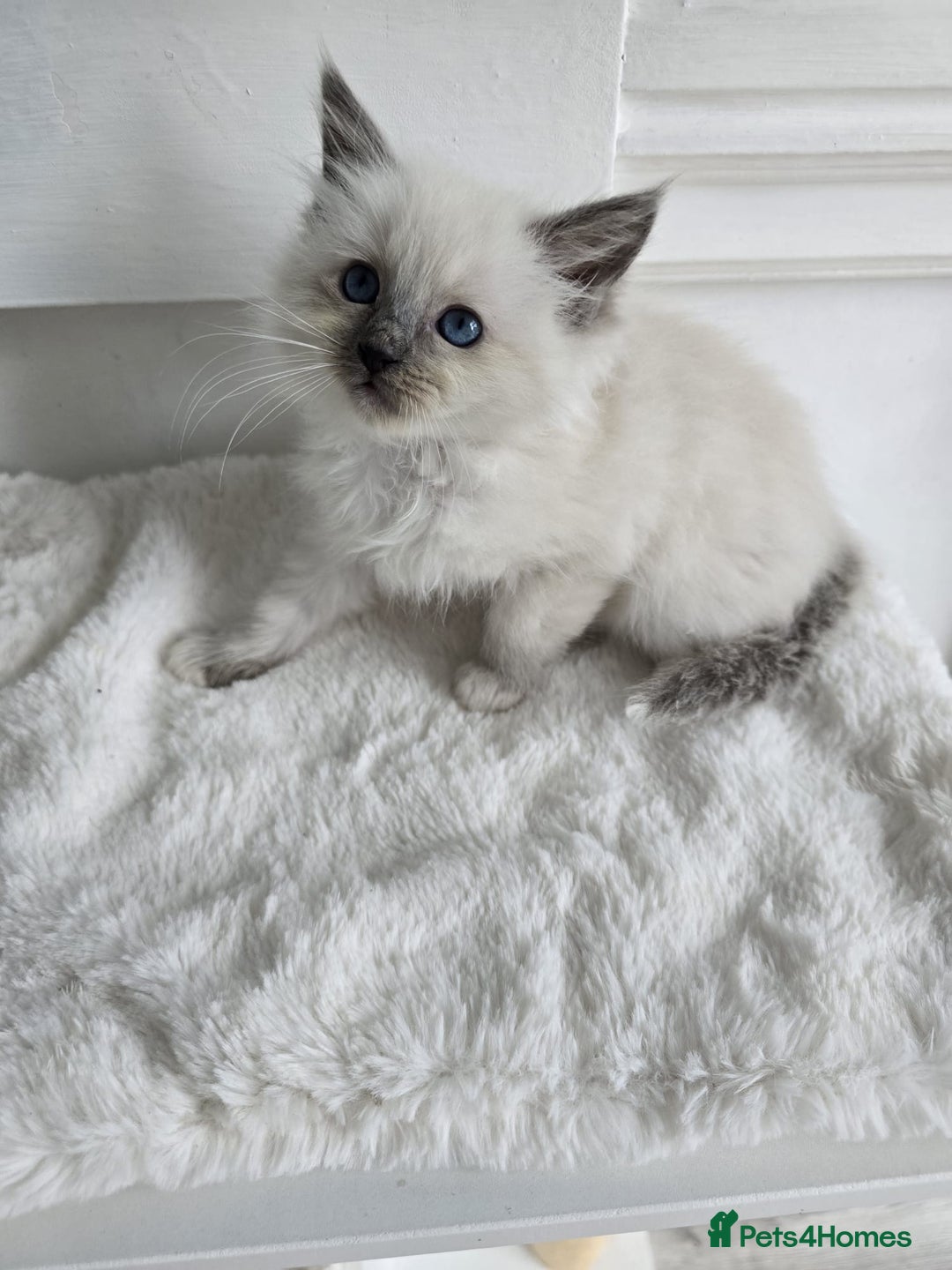 Ragdoll cats for sale: Irresistable Blue Mitted Ragdoll Kittens🙀😻🙀 - Image 18