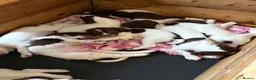 English Springer Spaniel dogs for sale: Gorgeous Springer Spaniel Pups - Advert 21