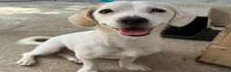 Mixed Breed dogs for adoption: Margot in Oxford - Advert 1