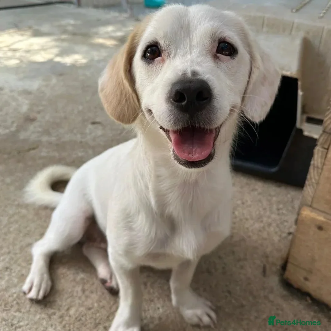 Mixed Breed dogs for adoption: Margot in Oxford - Advert 1