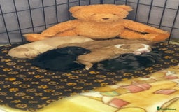 Cavapoo dogs for sale: Beautiful Cavapoo F1BB Puppies - Image 6