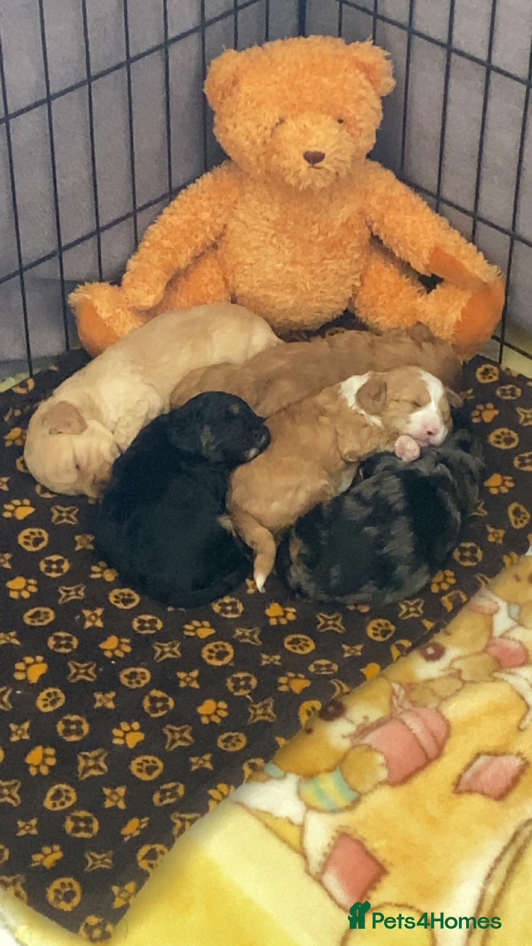 Cavapoo dogs for sale: Beautiful Cavapoo F1BB Puppies - Image 6