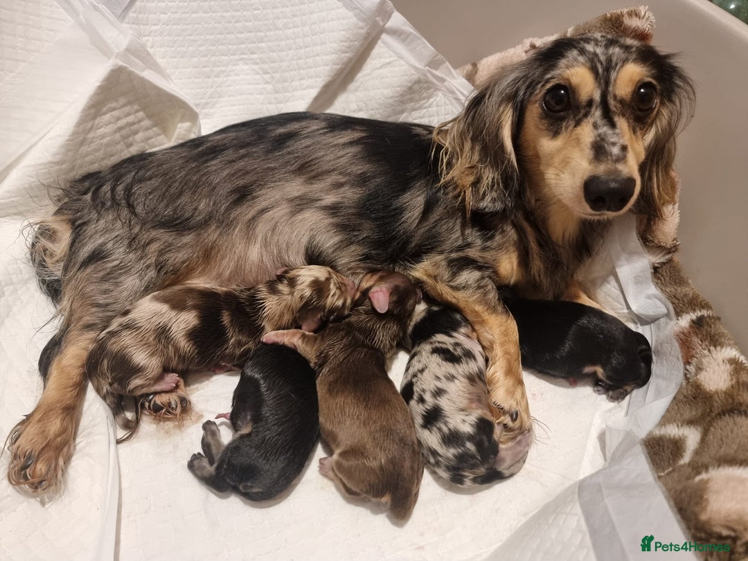 Miniature Dachshund dogs for sale: Long hair  - Advert 18