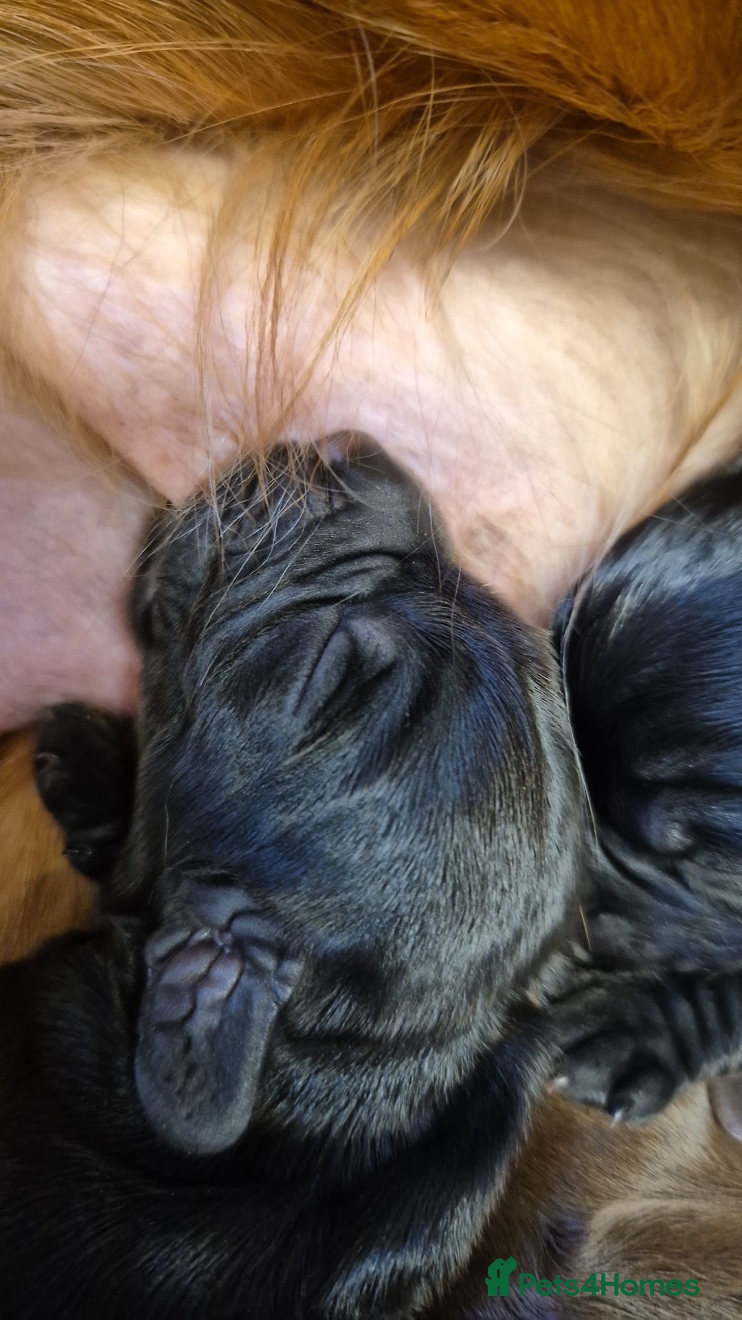 Cocker Spaniel dogs for sale: Stunning cocker spaniel pups - Advert 18