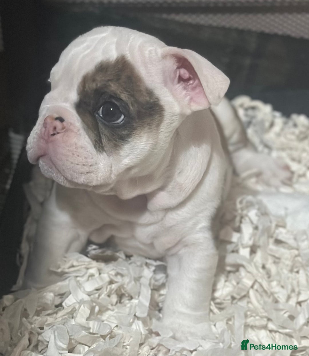 English Bulldog dogs for sale: 🌟Ready Now!🌟 - Advert 19