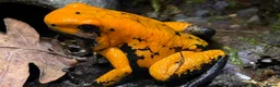 Frog reptiles for sale: Orange black foot terribilis frogs in Ayr - Advert 3