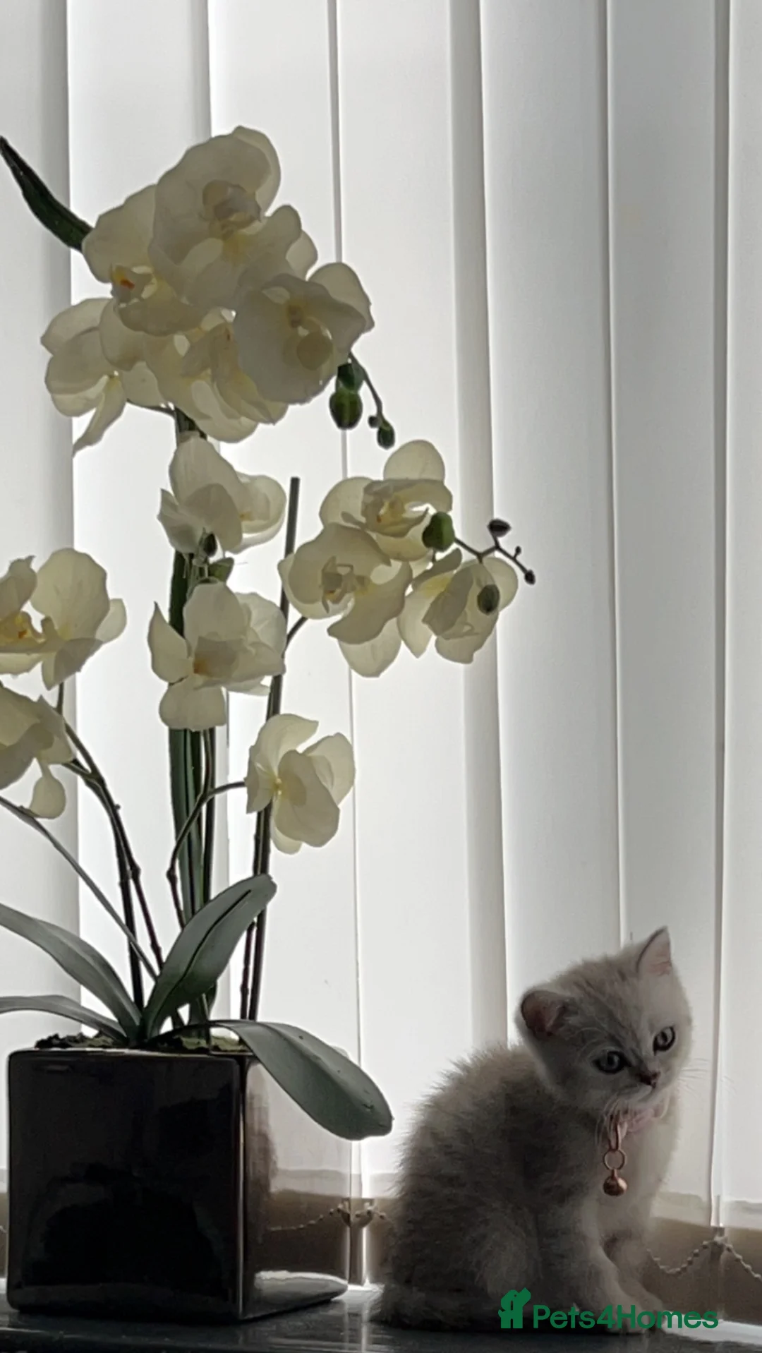 British Shorthair cats for stud: 🐈‍⬛ GIZZY THE STUD 🐈‍⬛ GCCF AND TICA REGISTERED  in Solihull - Advert 31