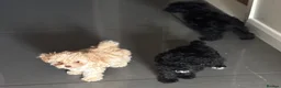 Toy Poodle dogs for sale: Toy poodles 2 girls 1 boy  - Advert 3