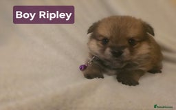Mixed Breed dogs for sale: Yorkie-pom puppies  - Image 4