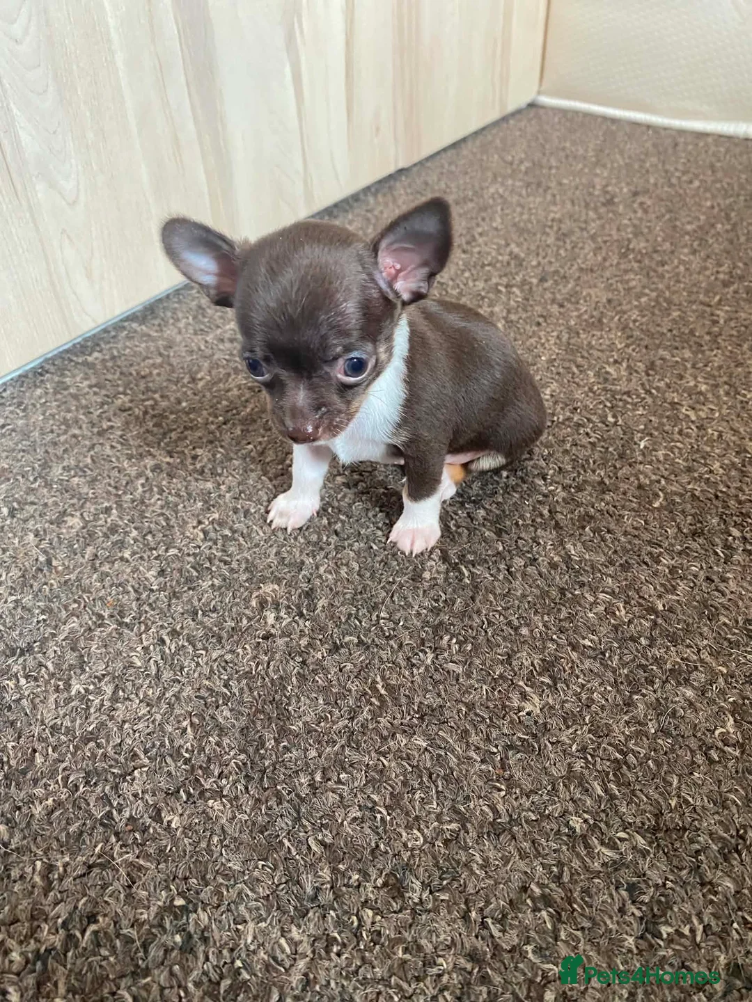 Chihuahua dogs for stud: Chihuahua stud dog only - Advert 8