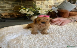 Cockapoo dogs for sale: READY TO GO :Gorgeous litter of  F1 Cockapoo’s - Image 8