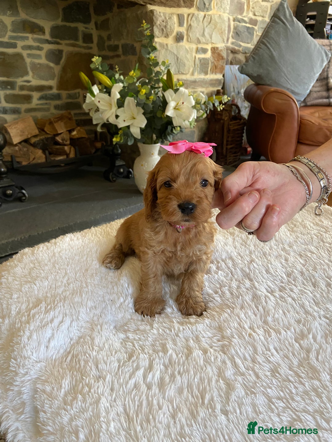 Cockapoo dogs for sale: READY TO GO :Gorgeous litter of  F1 Cockapoo’s - Image 8