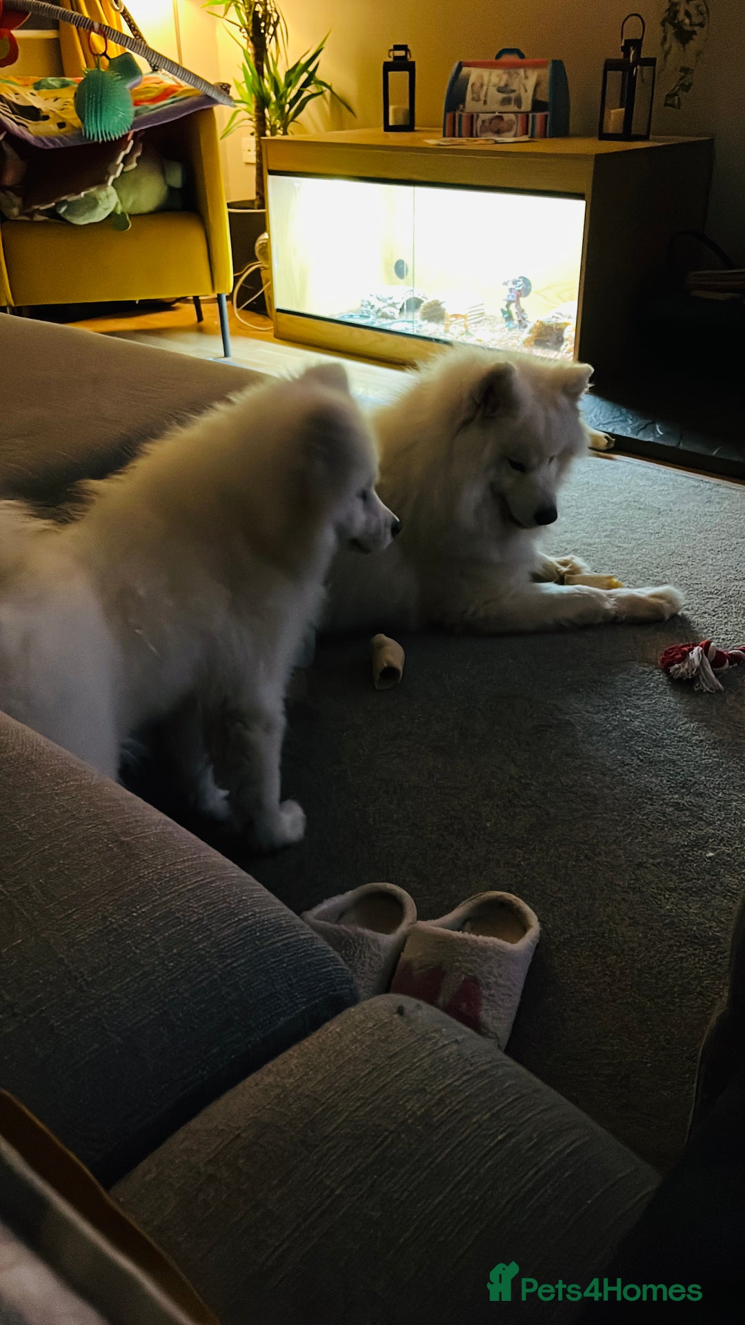 Samoyed dogs for sale: Samoyed - intact male pedigree  - Advert 6