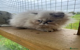 Persian cats for sale: 1 absolutely stunning extremely fluffy  girl  - Image 3