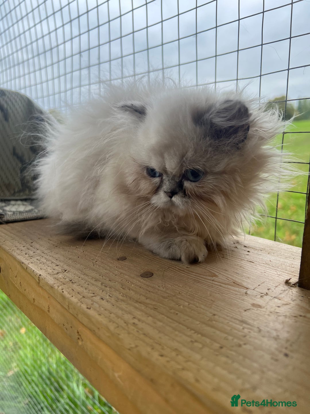 Persian cats for sale: 1 absolutely stunning extremely fluffy  girl  - Image 3