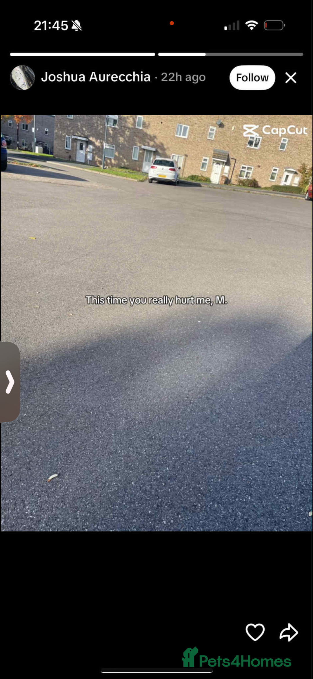 Cocker Spaniel dogs for sale: 🌟Show Cocker spaniel puppies🌟 - Advert 8