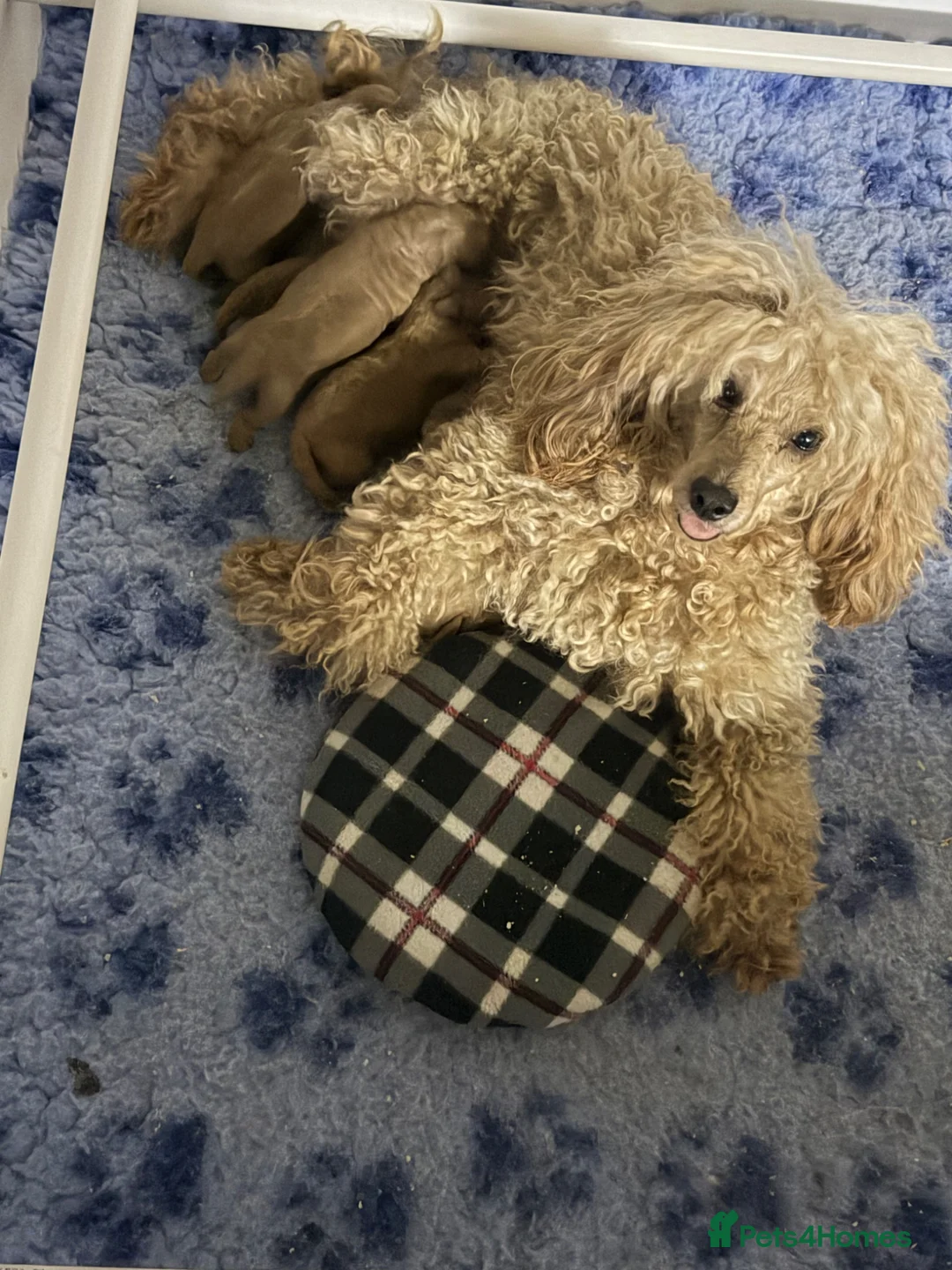 Toy Poodle dogs for sale: Stunning toy poodle puppies  - Advert 2
