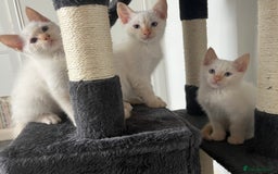 Siamese cats for sale: Siamese x ragdoll kittens  - Image 1