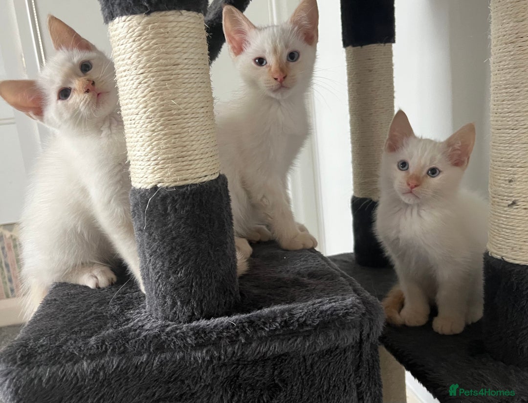 Siamese cats for sale: Siamese x ragdoll kittens  - Image 1