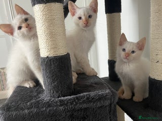 Siamese cats Siamese x ragdoll kittens - Advert 14