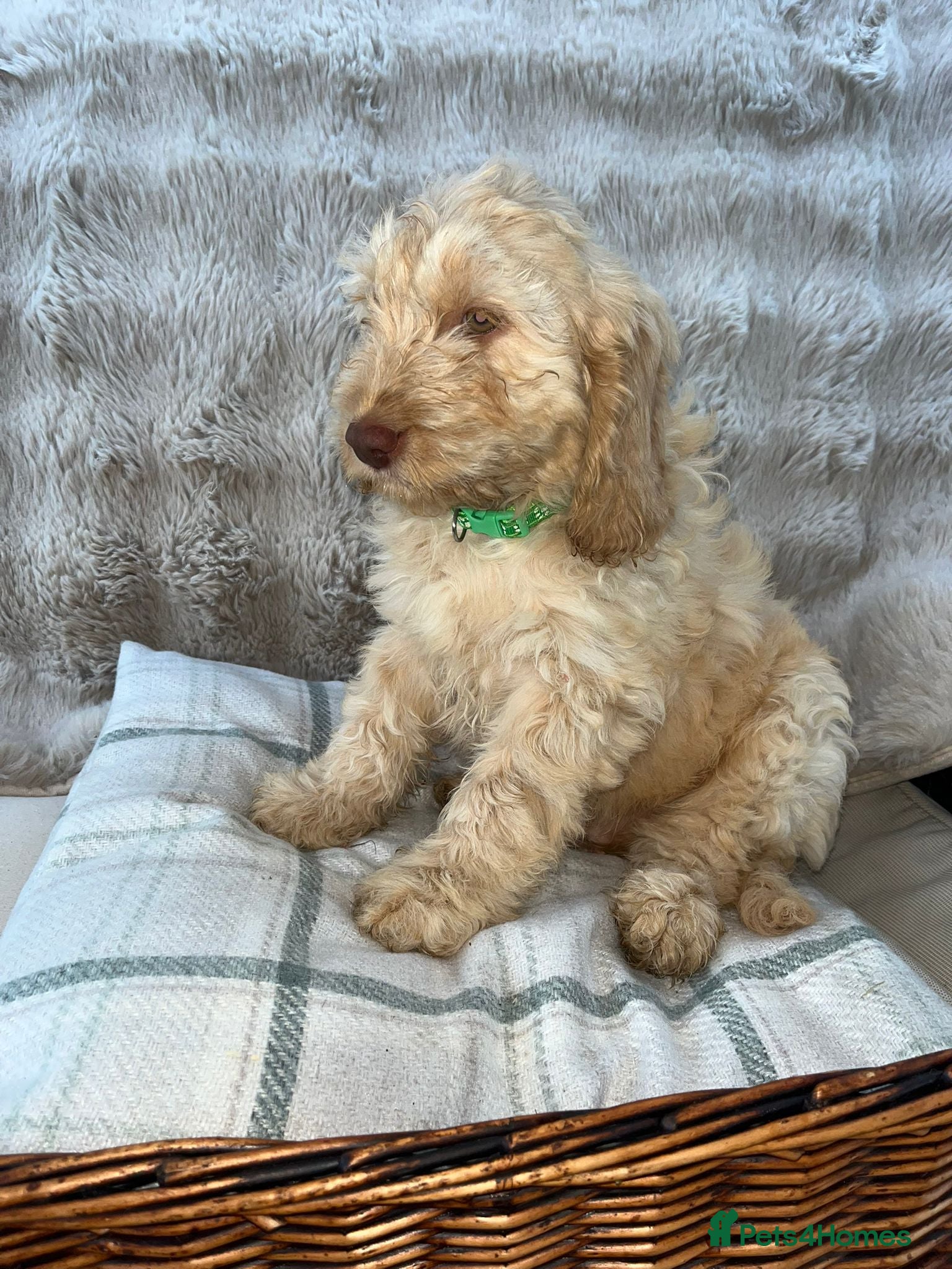Cockapoo dogs F1 Cockapoo Puppies 1 BOY READY TO LEAVE - Advert 15