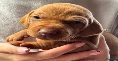 Hungarian Vizsla dogs - Advert 8