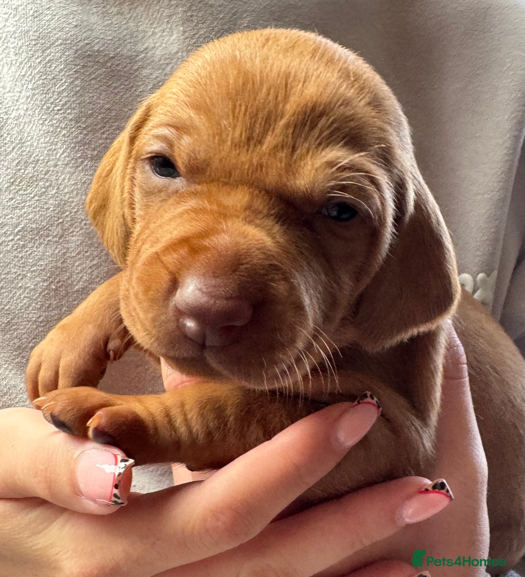 Hungarian Vizsla dogs for sale: Gorgeous KC Hungarian Vizsla puppies - Image 3