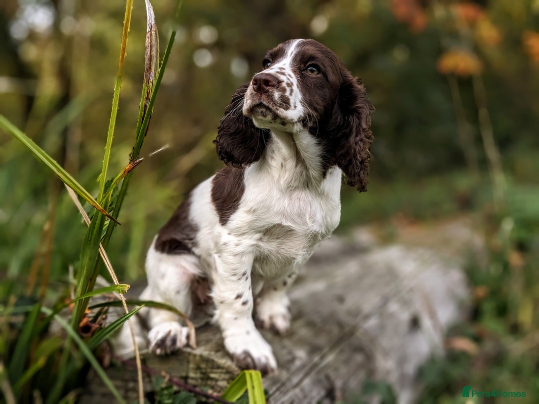 Cocker Spaniel dogs for sale: Beautiful Cocker Spaniel Puppy - Image 15