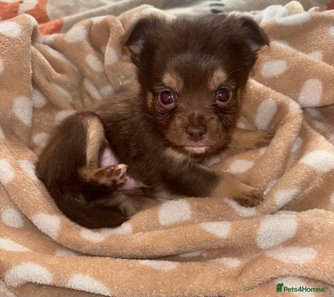 Chihuahua dogs for sale: Chocolate Chihuahua Males - Advert 3