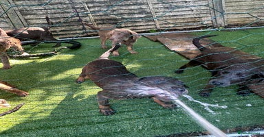 Labrador Retriever dogs - Advert 6