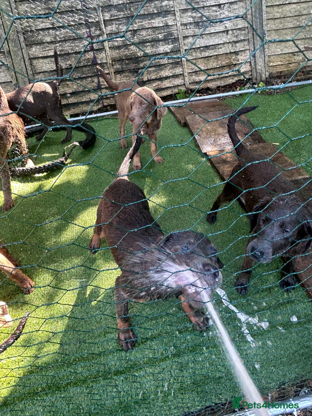 Labrador Retriever dogs for sale: Absolutely stunning charcoal/silver Labrador pups - Image 3