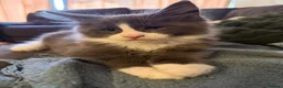 Maine Coon cats for sale: Ready to go on 13/8 XL Maine coons  - Advert 11