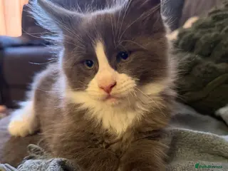 Maine Coon cats Blue smoke rare XL Maine coons - Advert 1