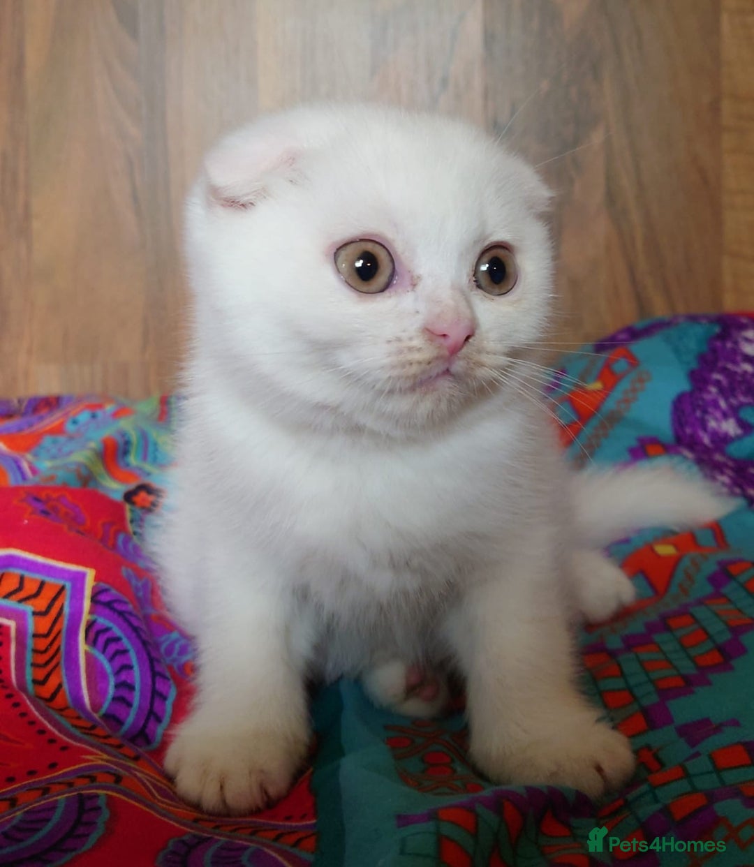 Scottish Fold cats for sale: Gorgeous boys  - Image 4