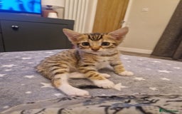 Mixed Breed cats for sale: Stunning Bengal Kittens - Advert 10