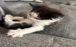 Domestic Shorthair cats for sale: Black and white shorthair kittens  - Image 9