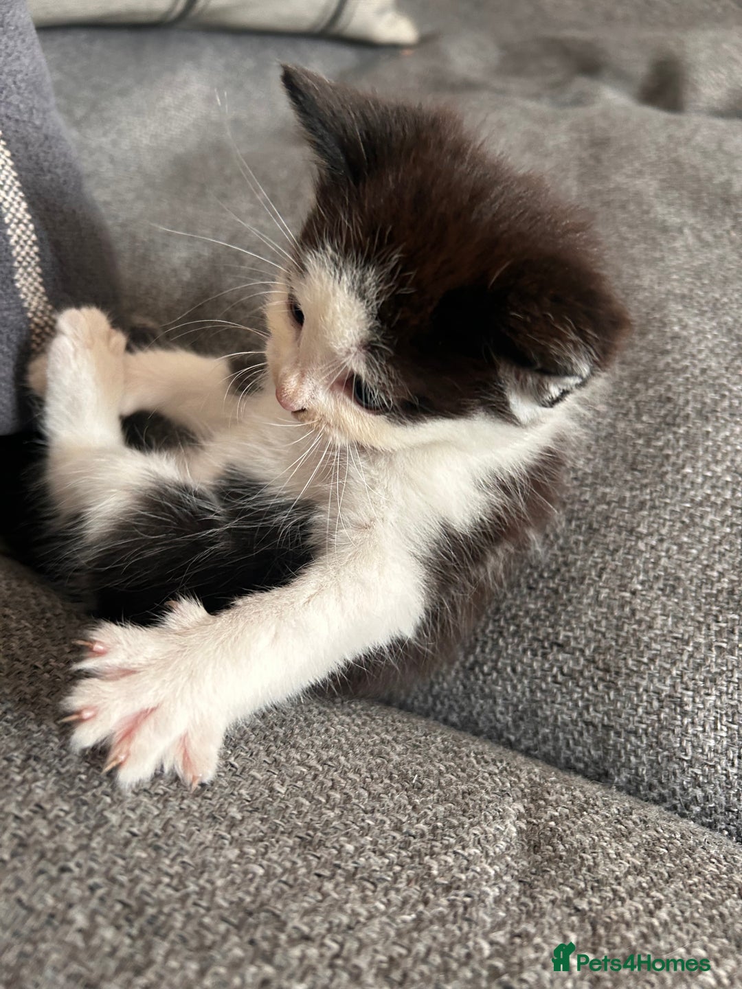 Domestic Shorthair cats for sale: Black and white shorthair kittens  - Image 9