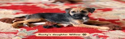 Border Terrier dogs for stud: Rusty – Proven, SLEM Clear Border Terrier Stud  - Advert 15