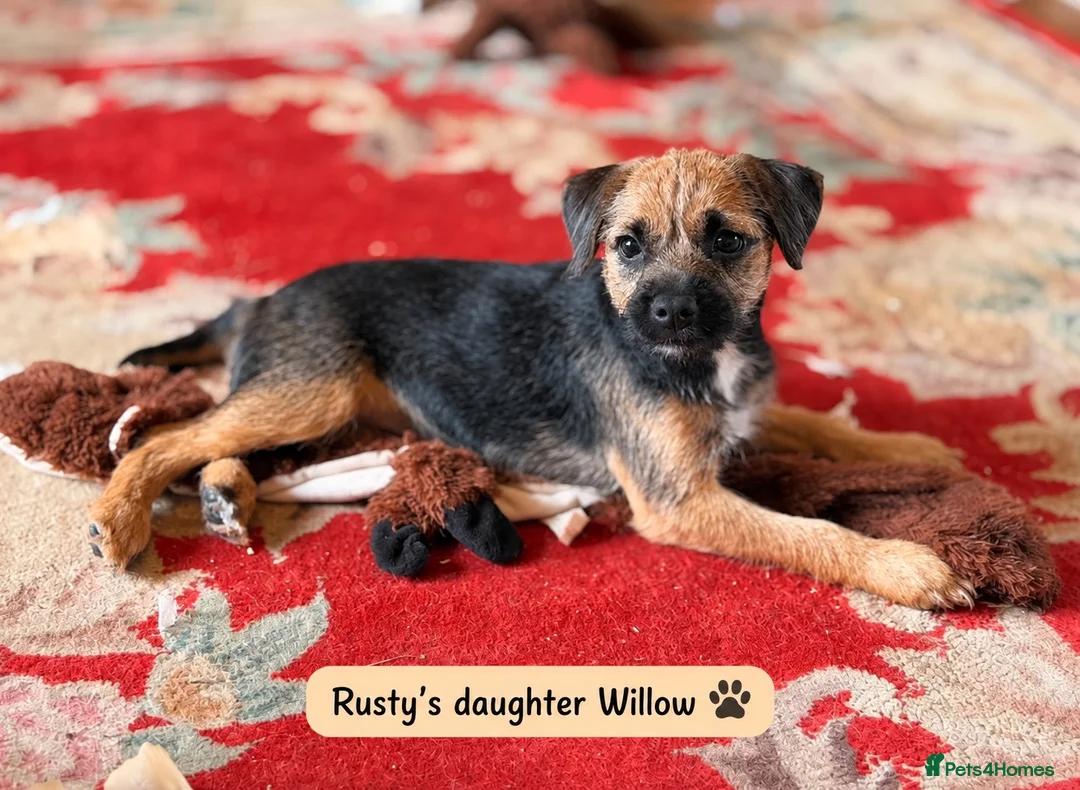 Border Terrier dogs for stud: Rusty – Proven, SLEM Clear Border Terrier Stud  - Advert 15
