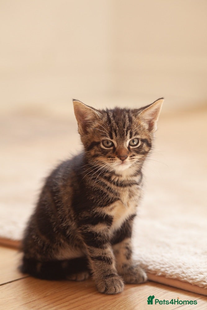 Mixed Breed cats Sweet baby Kitts - Advert 7