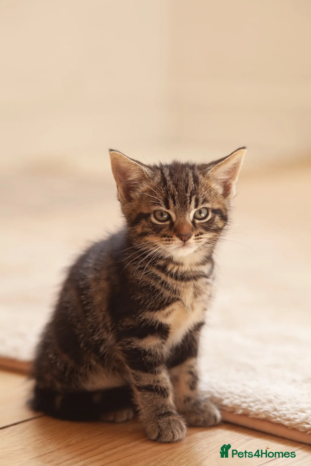 Mixed Breed cats for sale: Sweet baby Kitts - Advert 1