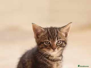 Mixed Breed cats Sweet baby Kitts - Advert 10