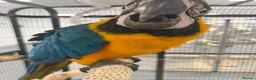 Macaws birds for sale: Hand Reared Baby Blue & Gold Macaws  - Advert 2